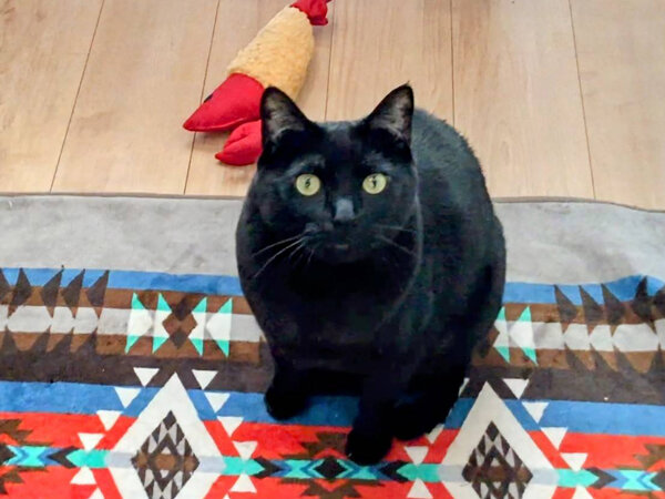黒猫ペットシッター