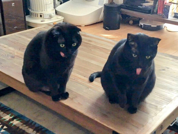 黒猫ペットシッター