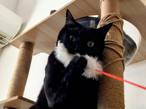 黒猫ペットシッター