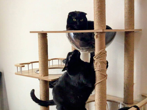 黒猫ペットシッター