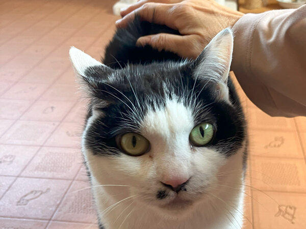 猫ペットホテル