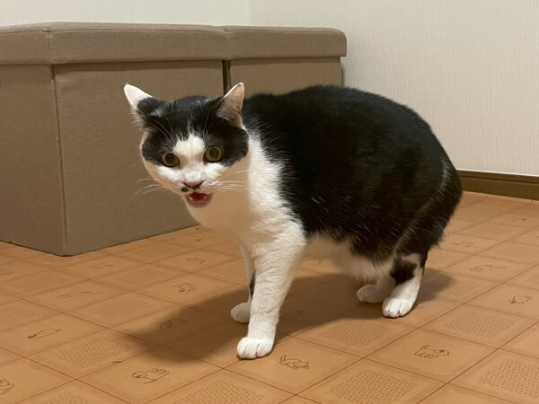 猫ペットホテル