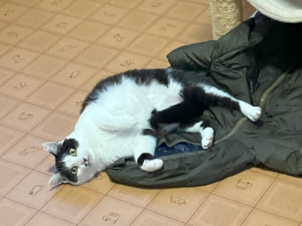 猫ペットホテル