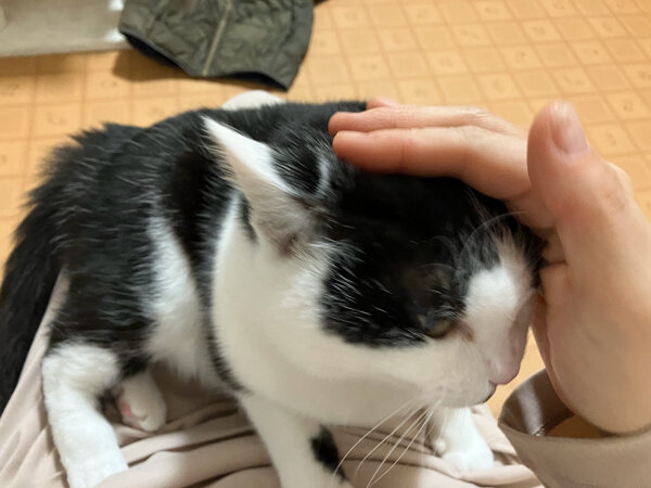 猫ペットホテル