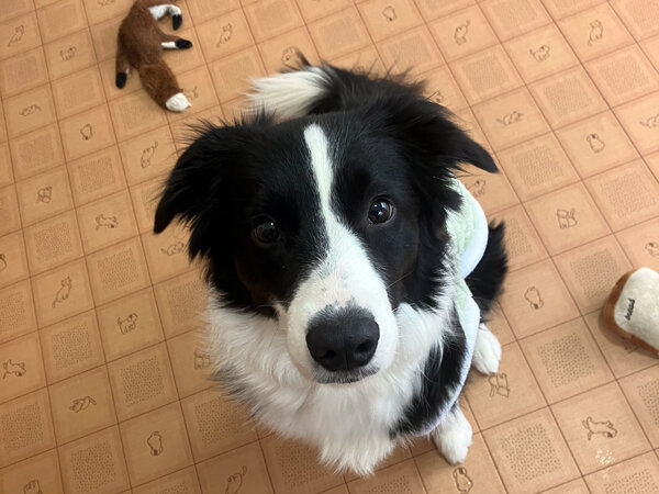中型犬ボーダーコリーペットホテル