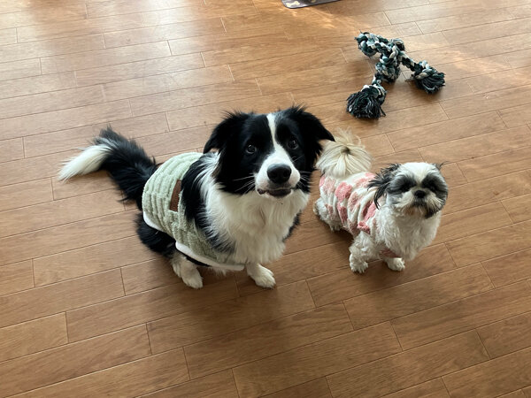 中型犬ボーダーコリーペットホテル