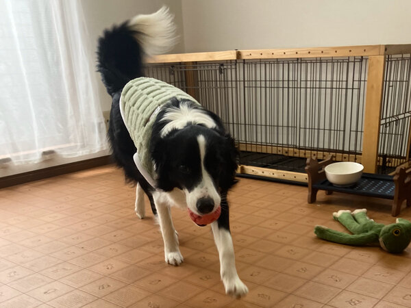 中型犬ボーダーコリーペットホテル