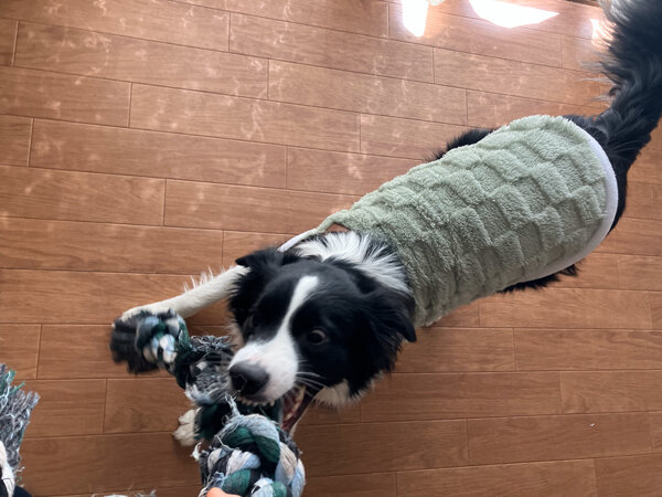 中型犬ボーダーコリーペットホテル
