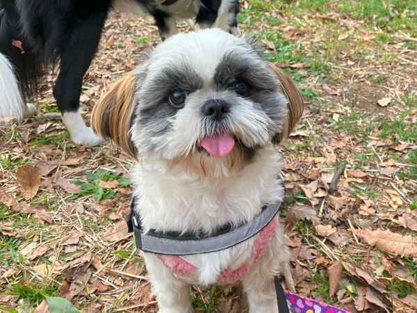 小型犬シーズーペットホテル