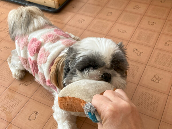 小型犬シーズーペットホテル