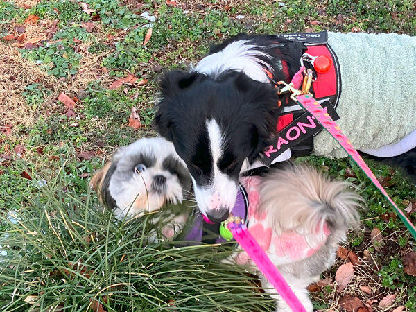小型犬シーズーペットホテル
