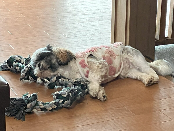 小型犬シーズーペットホテル