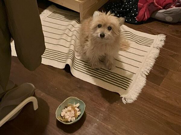 小型犬チワワ×トイプードルペットシッター