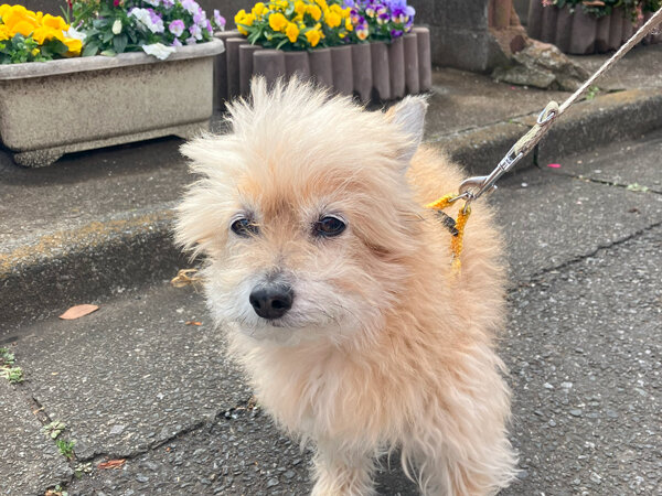 小型犬チワワ×トイプードルペットシッター