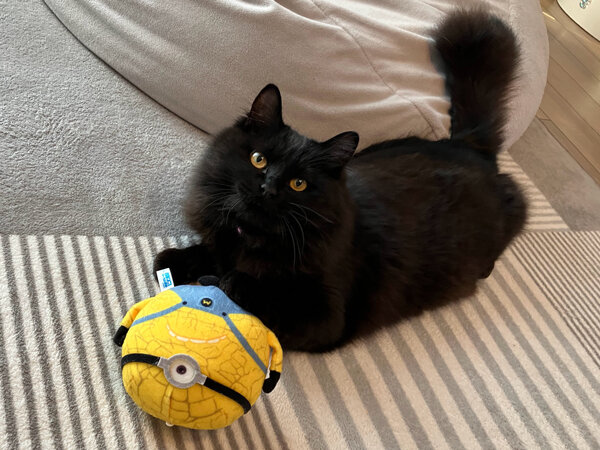 黒猫ペットシッター