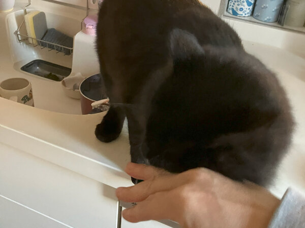黒猫ペットシッター