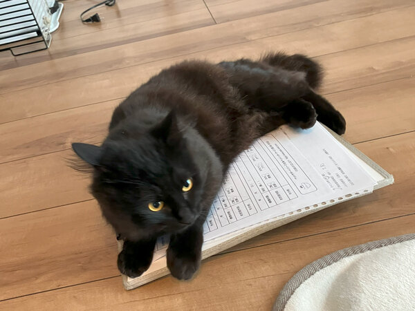黒猫ペットシッター