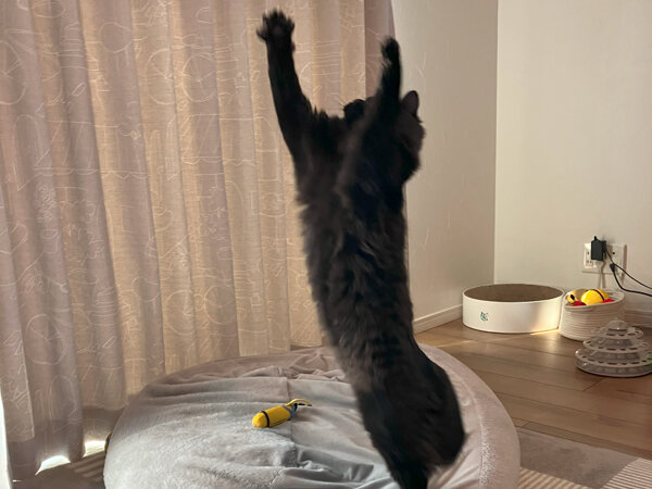 黒猫ペットシッター
