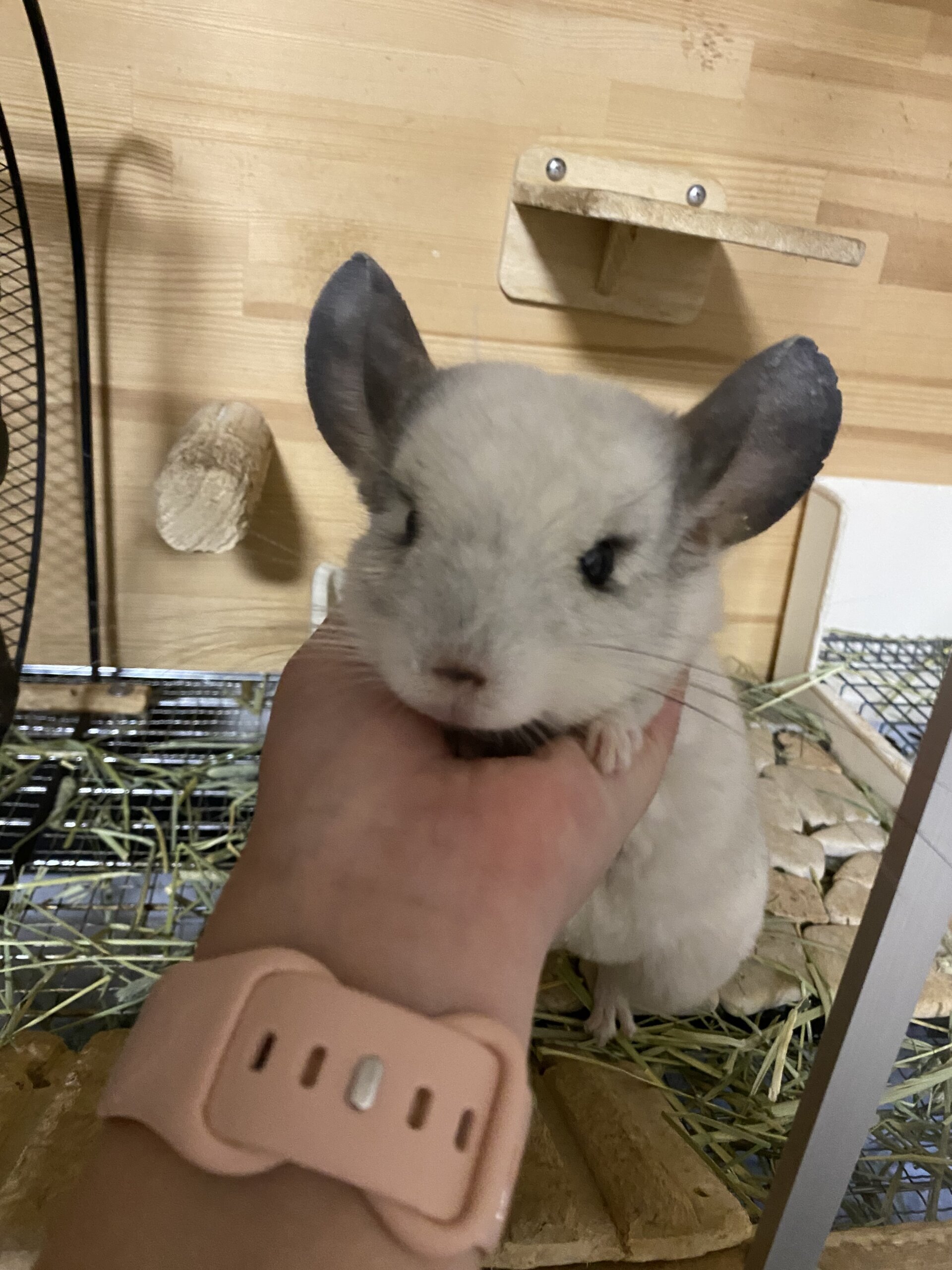 チンチラのリーちゃん🐹（品川区） | Petta／日本ペットシッター