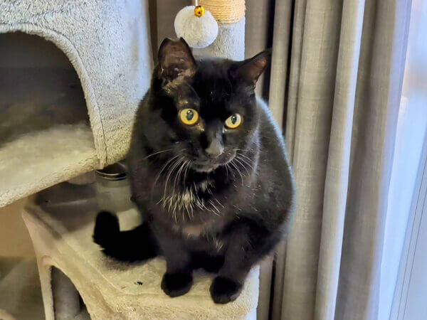 黒猫ペットシッター