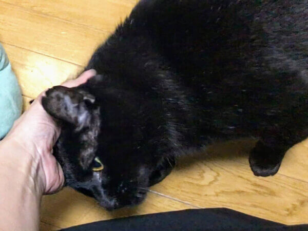 黒猫ペットシッター