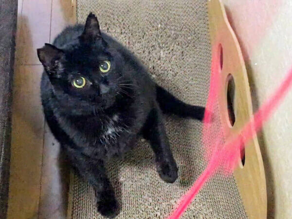 黒猫ペットシッター