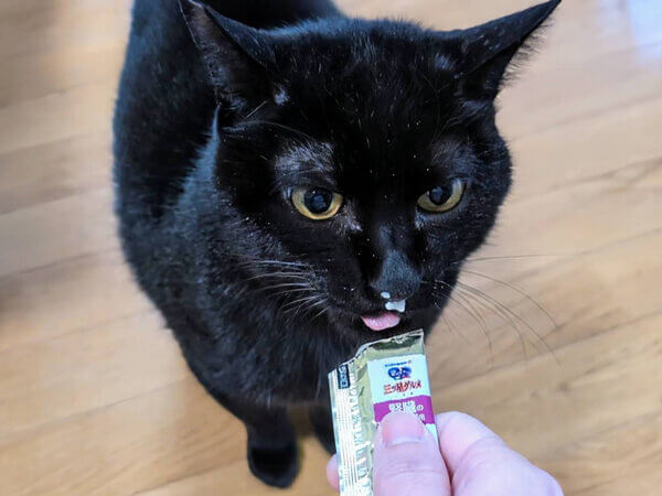 黒猫ペットシッター