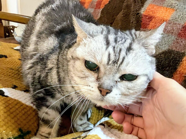 猫アメリカンショートヘアペットシッター