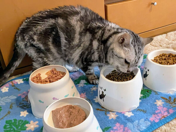 猫アメリカンショートヘアペットシッター