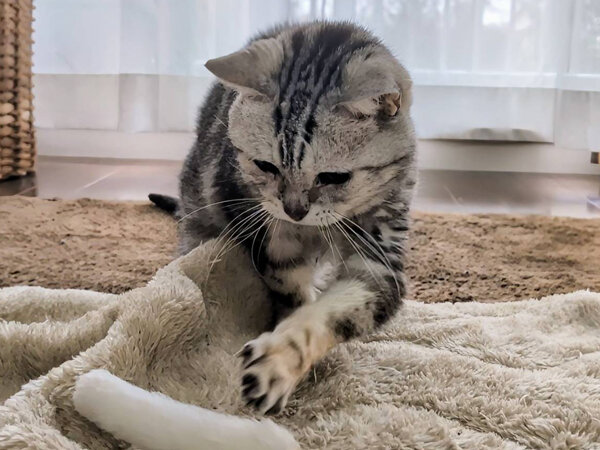 猫アメリカンショートヘアペットシッター