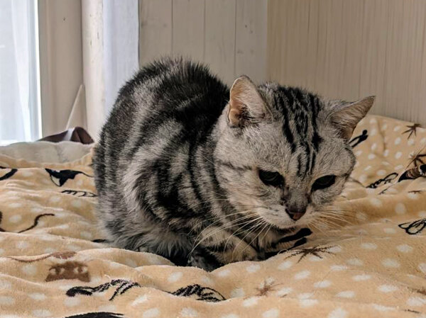 猫アメリカンショートヘアペットシッター