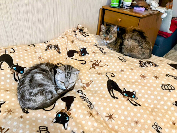 猫ペットシッター