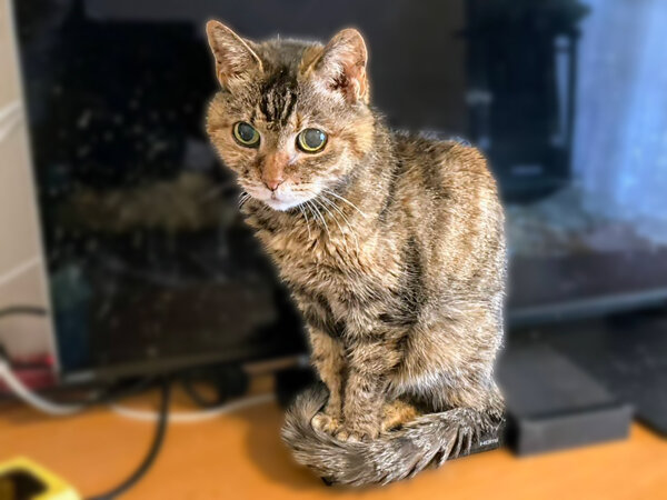 猫ペットシッター
