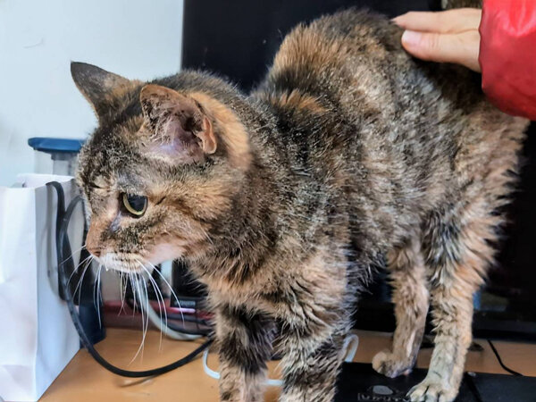 猫ペットシッター