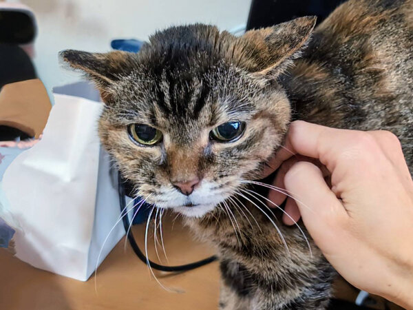 猫ペットシッター