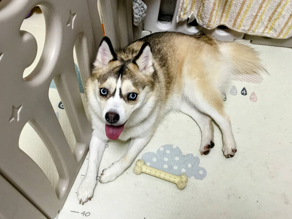 小型MIX犬ポメラニアン×シベリアンハスキーペットシッター