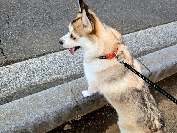 小型MIX犬ポメラニアン×シベリアンハスキーペットシッター