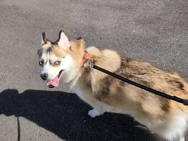小型MIX犬ポメラニアン×シベリアンハスキーペットシッター