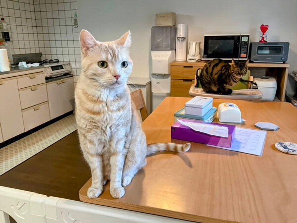 猫ペットシッター