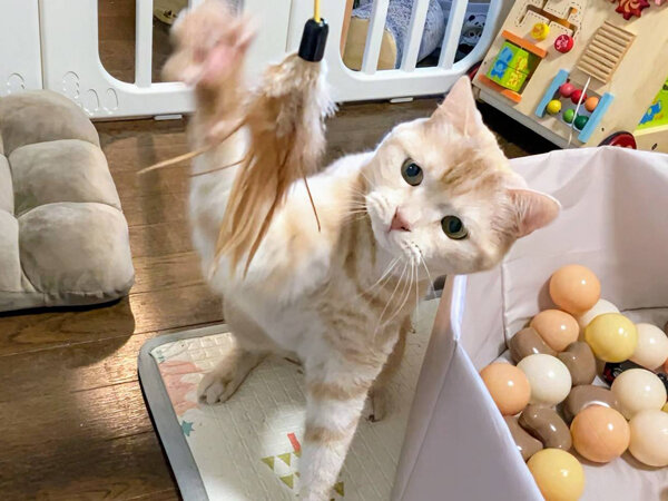 猫ペットシッター