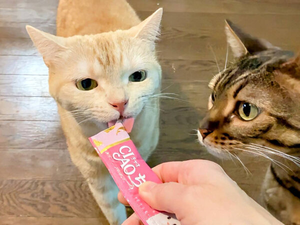 猫ペットシッター