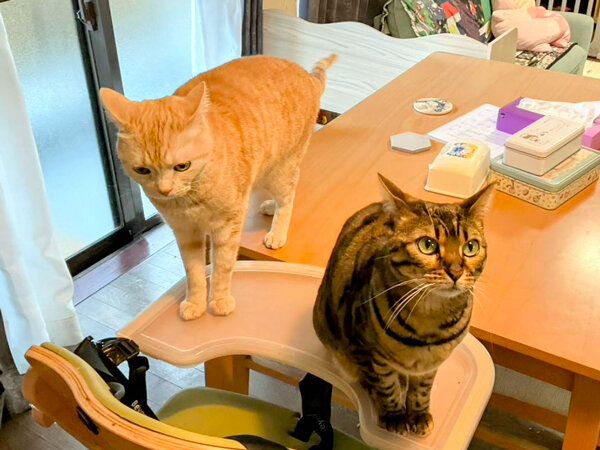 猫ペットシッター
