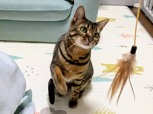 猫ペットシッター