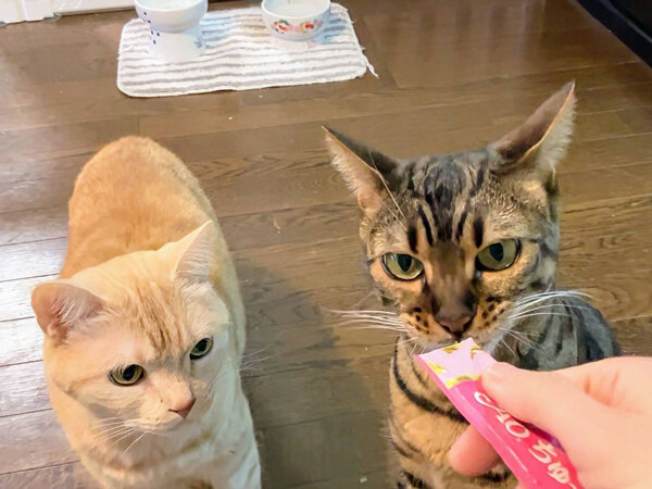 猫ペットシッター