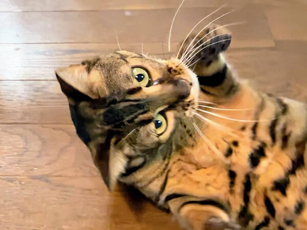 猫ペットシッター