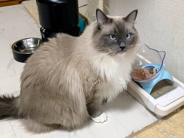 猫ラグドールペットシッター