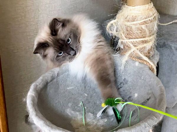 猫ラグドールペットシッター