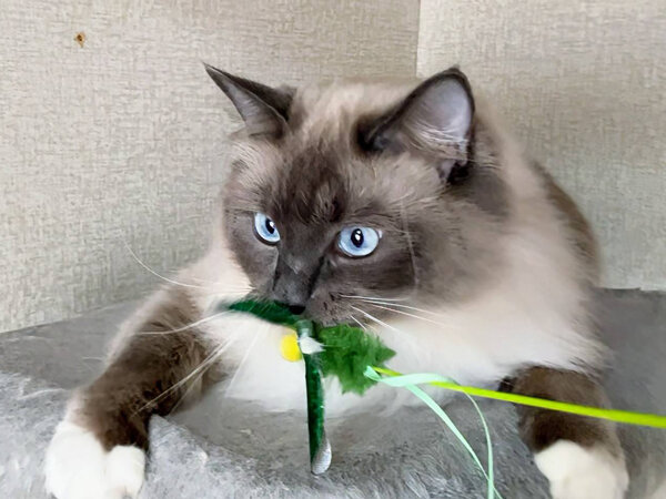 猫ラグドールペットシッター