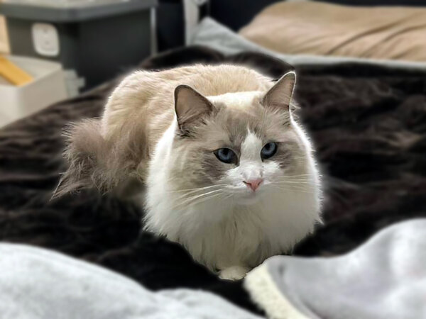 猫ラグドールペットシッター