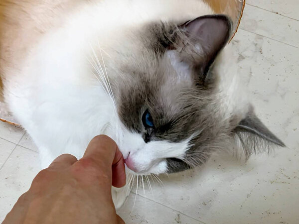 猫ラグドールペットシッター